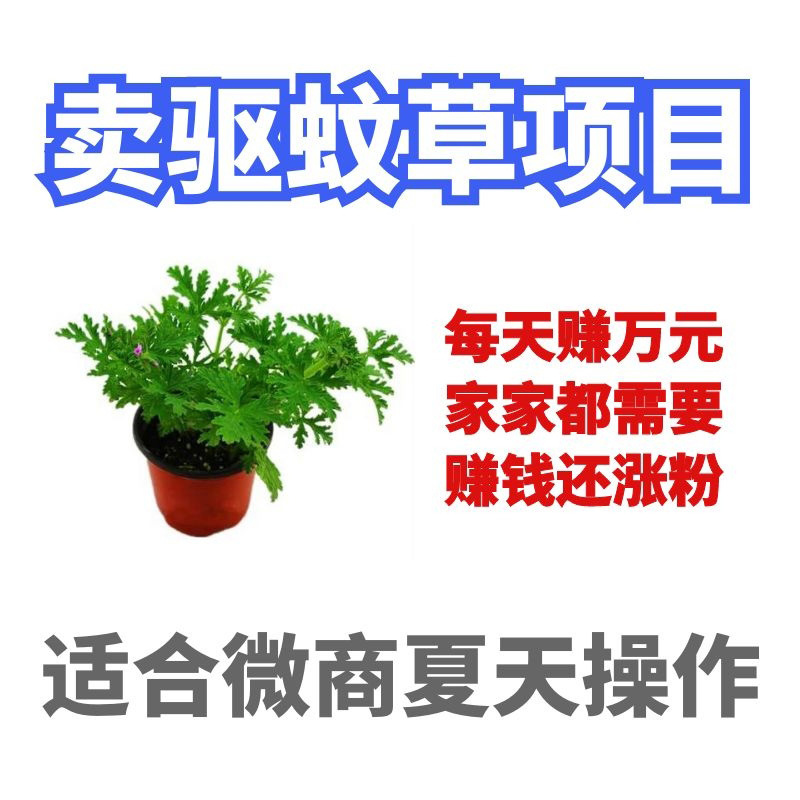 微商夏天赚钱项目 就卖驱蚊草每天日入万元 冷门赚钱小项目